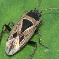 Xanthochilus quadratus